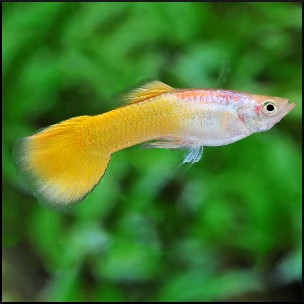 Guppy golden yellow male